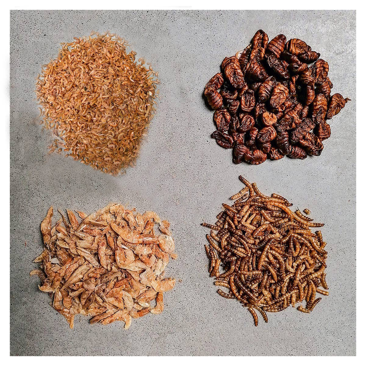 Insektus® Mehr Sorten Mix im Vorratsbehälter 5 L.